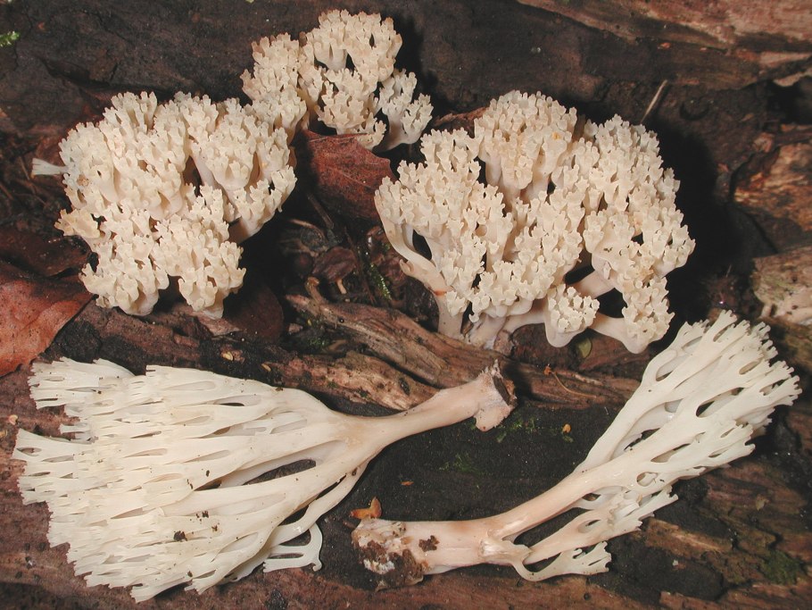 Tremella fuciformis