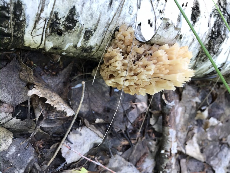 Клавикорона гриб