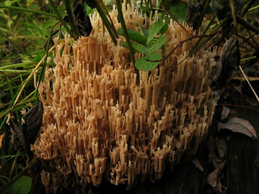 Гриб Клавикорона коробчатая