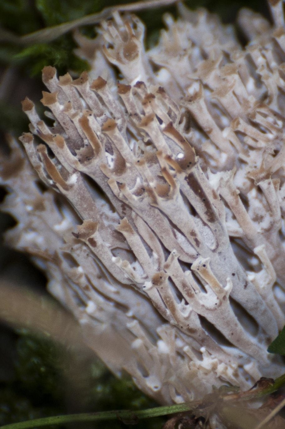 Игольчатый гриб съедобный