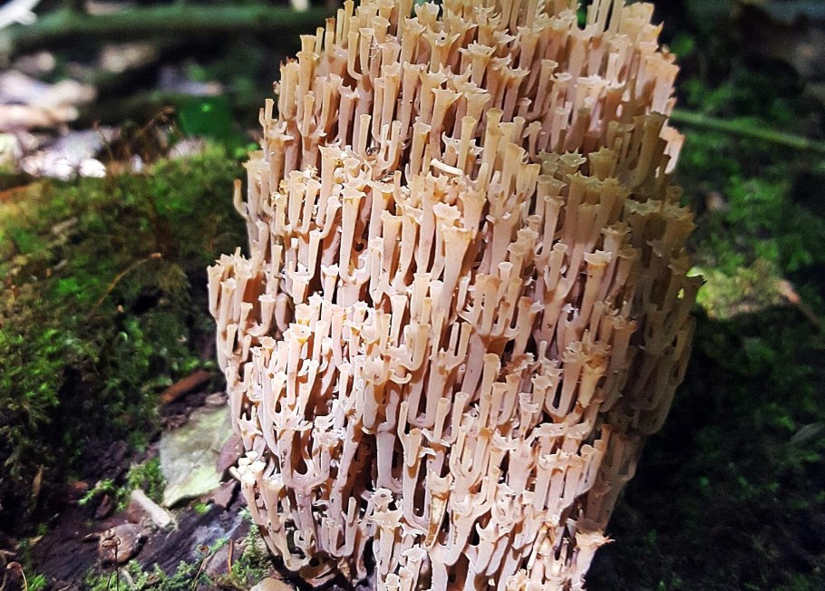 Клавикорона клейкая