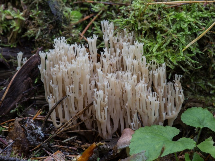 Гриб Клавикорона крыночковидная