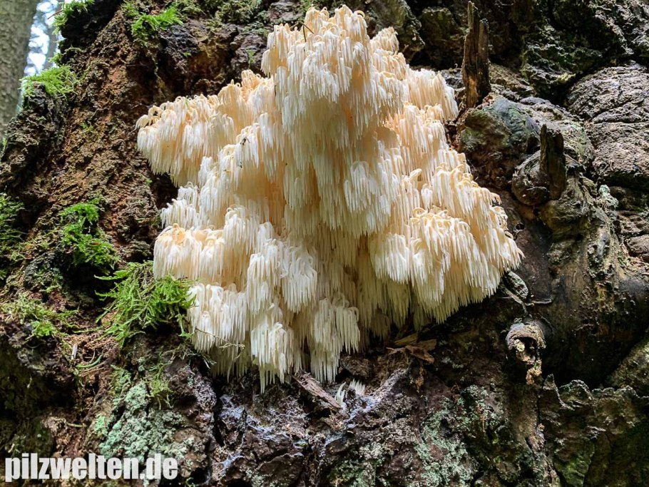 Клавикорона крыночковидная молодой и старый