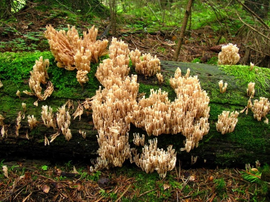 Гриб Клавикорона крыночковидная