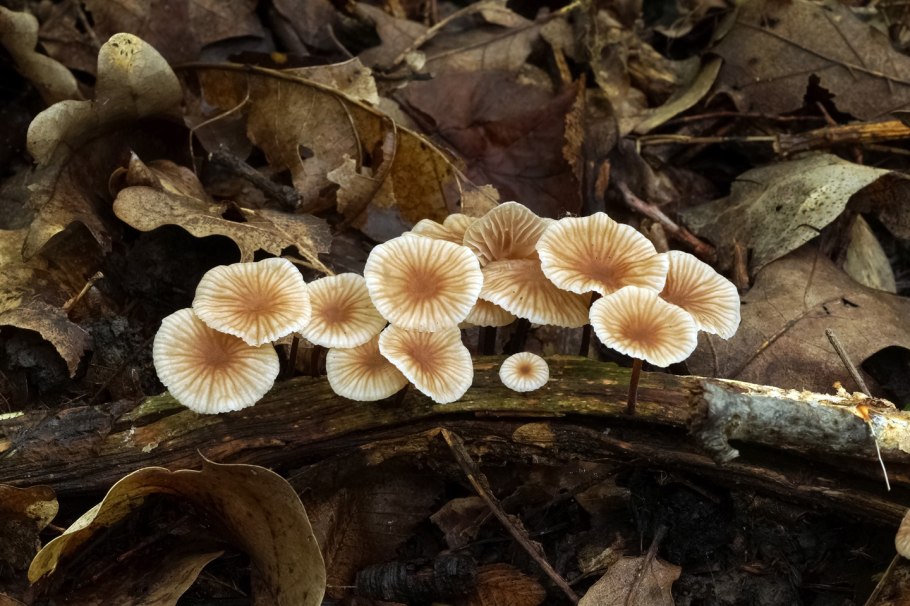 Рогатик насекомое