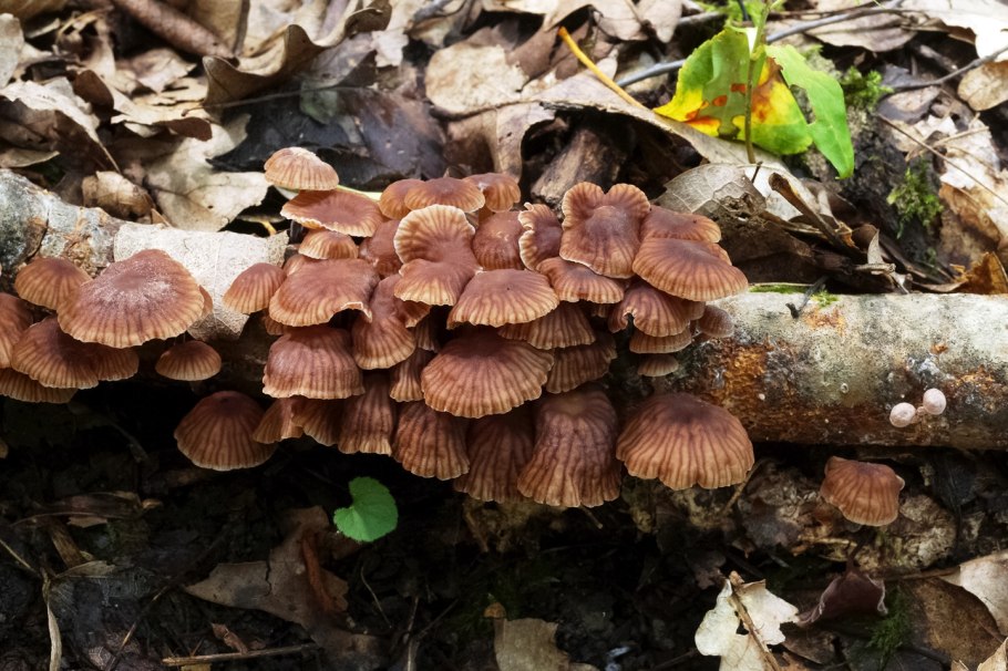 Гриб Олений язык