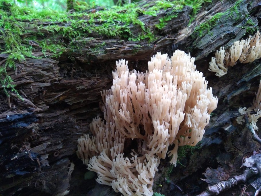 Гриб Клавикорона крыночковидная