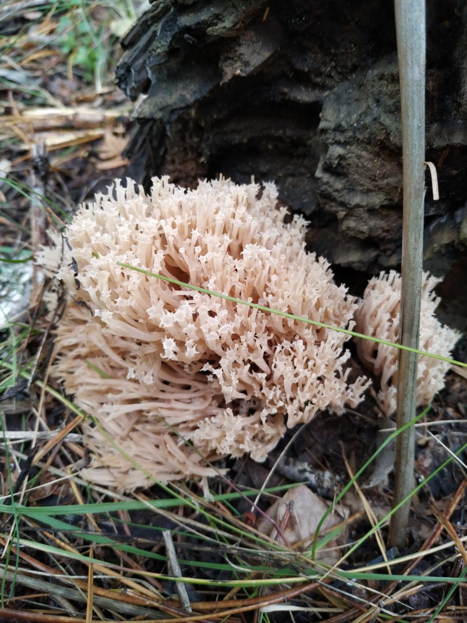 Клавикорона крыночковидная artomyces pyxidatus