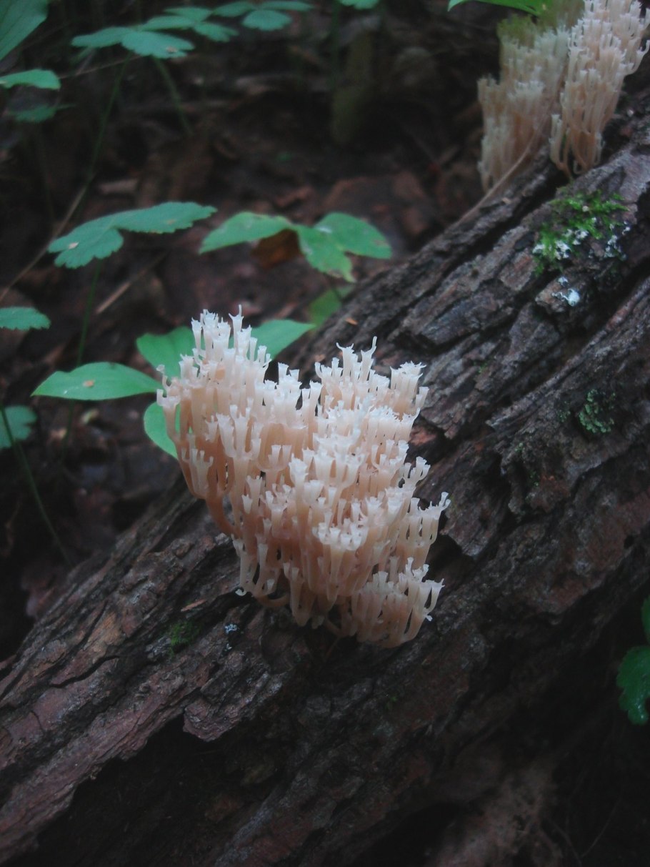 Рогатик гриб серый