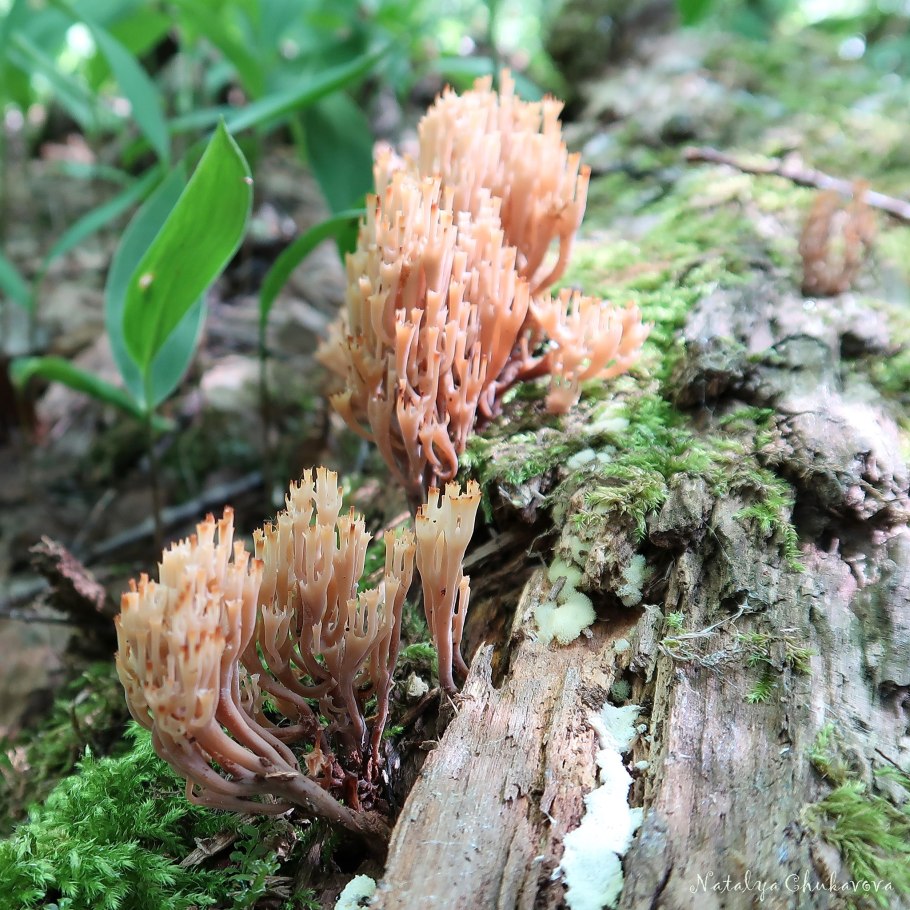 Гриб Клавикорона коробчатая