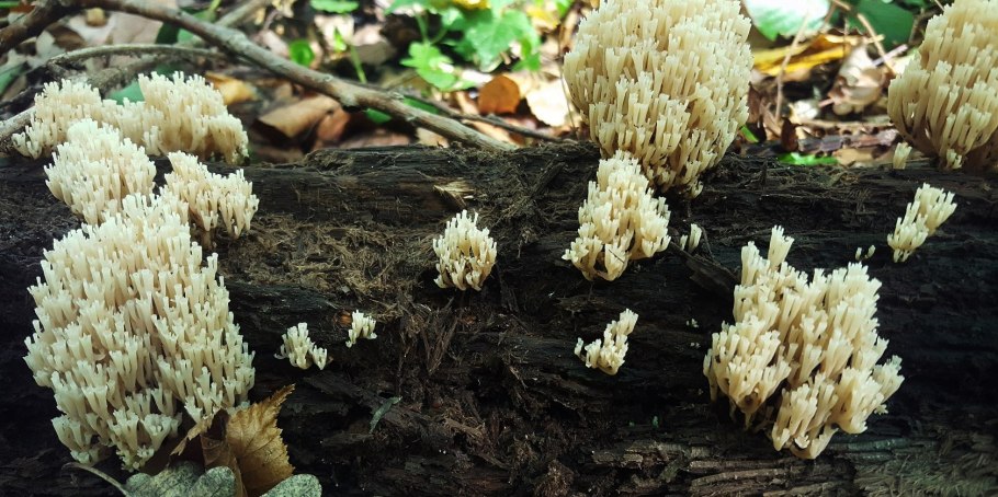 Грибы Саратовской области