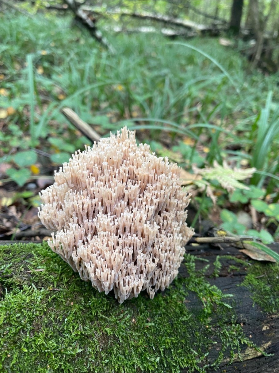 Клавикорона крыночковидная