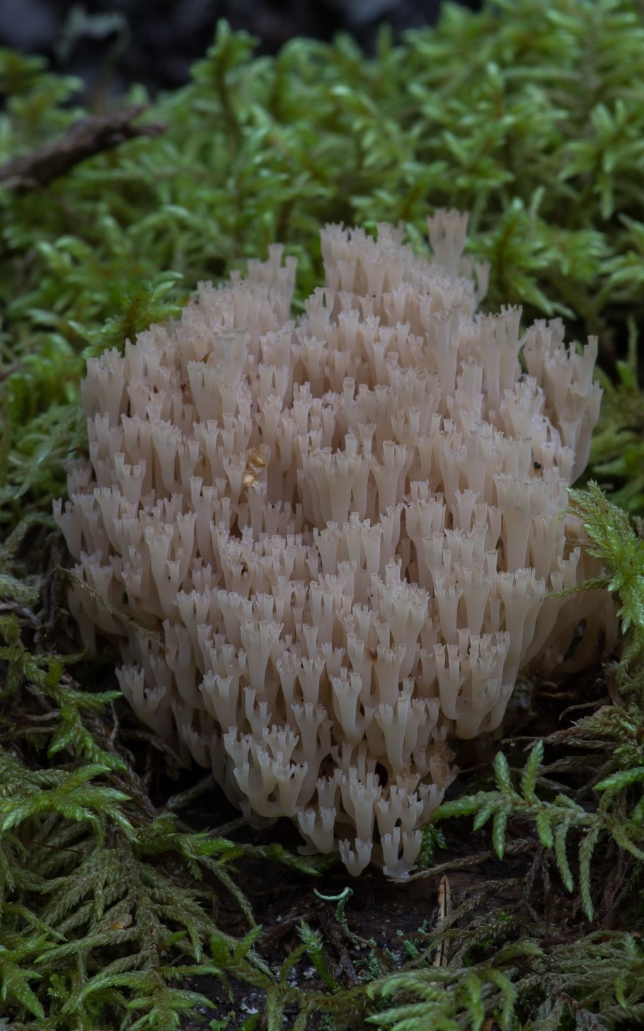 Клавикорона крыночковидная