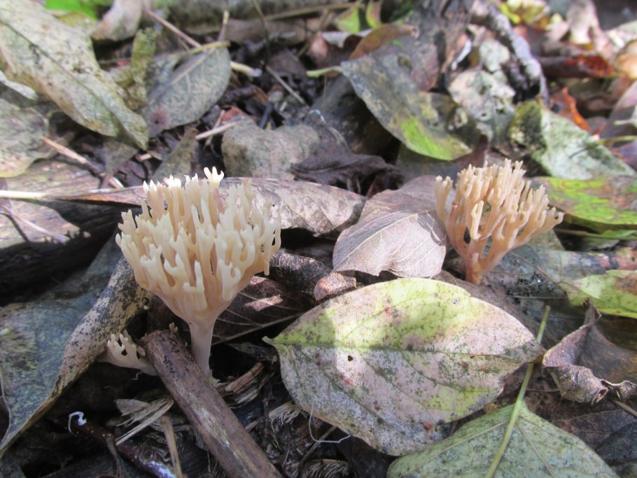 Клавикорона крыночковидная