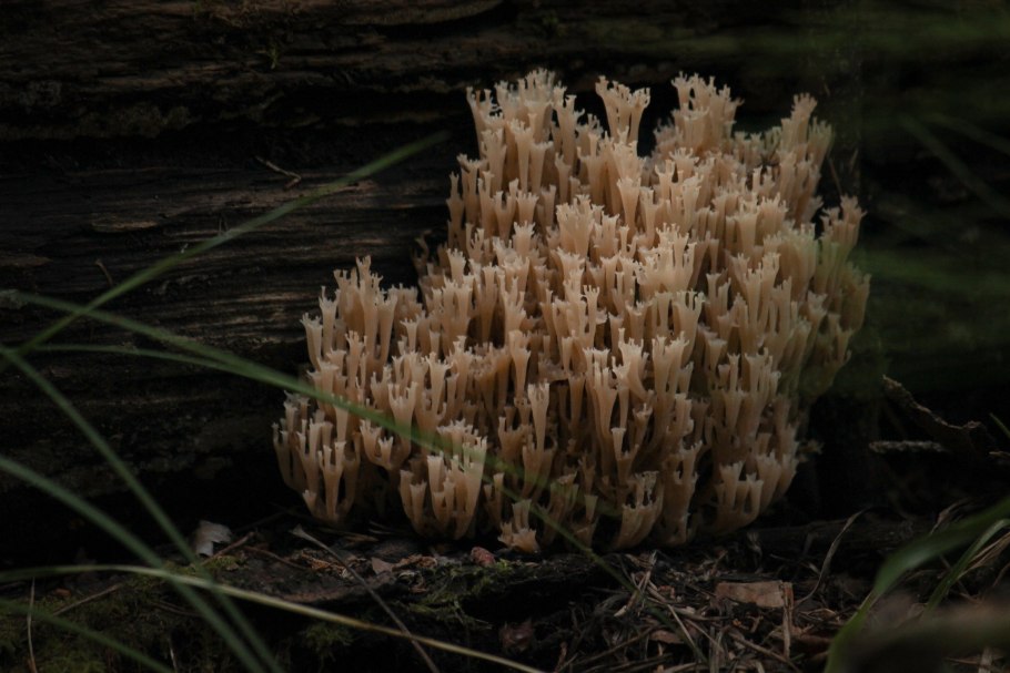 Клавикоронона коробчатая