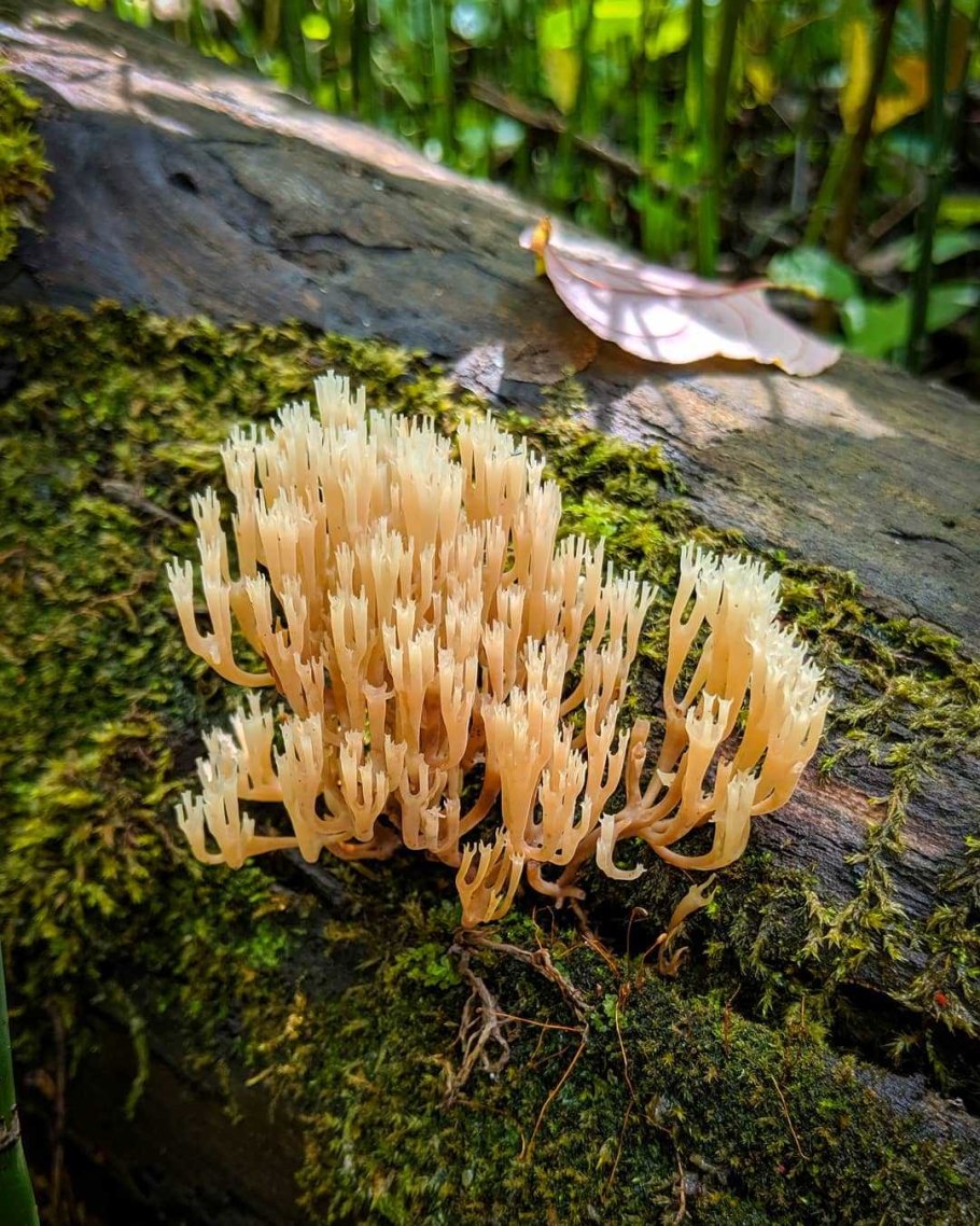 Клавикорона крыночковидная