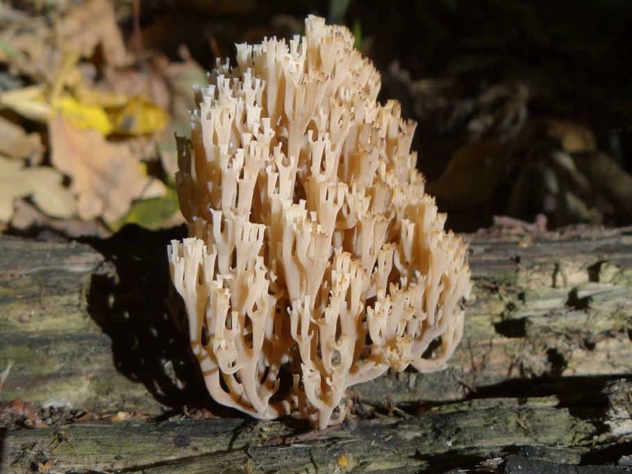 Clavicorona pyxidata