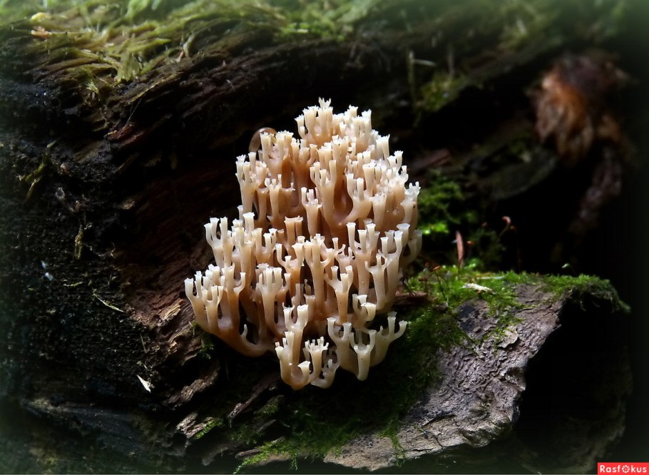 Клавикорона гриб съедобный