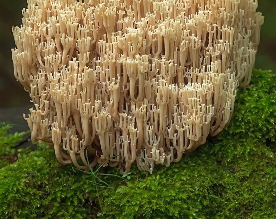 Клавикорона гриб рецепты приготовления