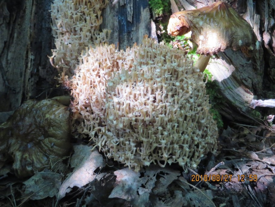 Гриб баранья губка