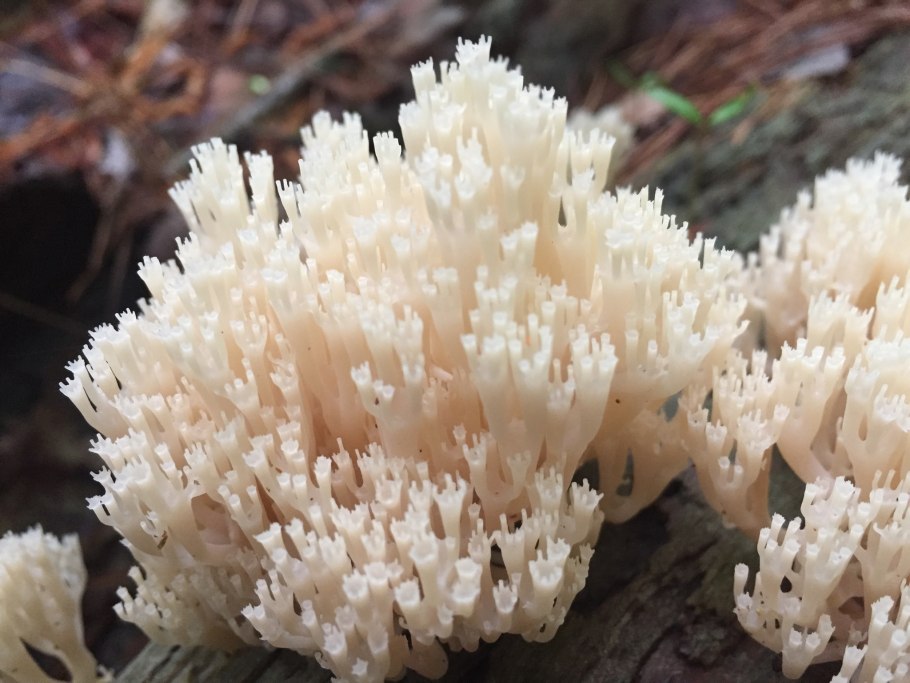 Коралловый гриб в воде