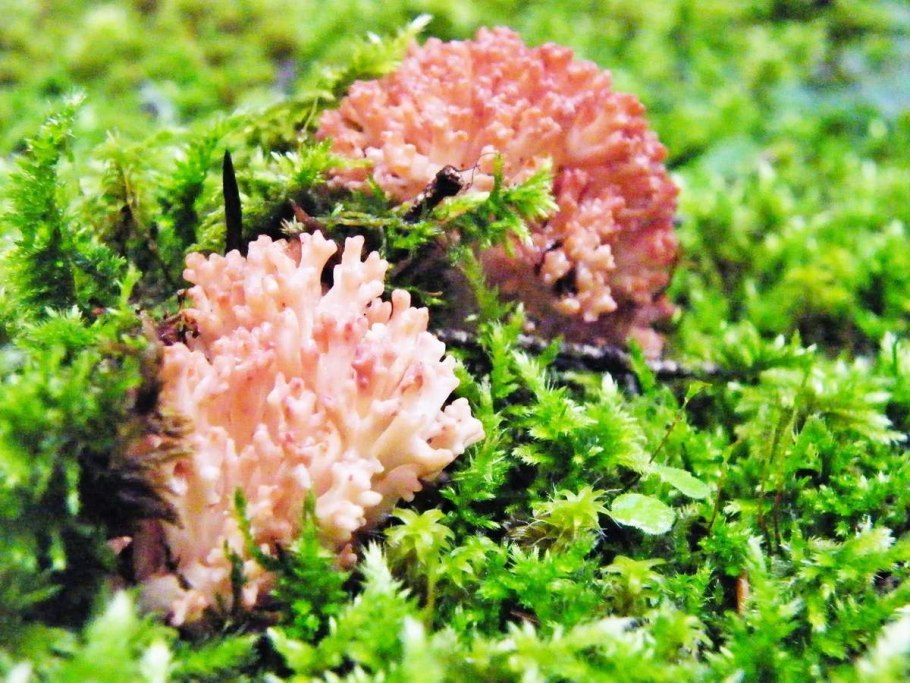 Гриб Клавикорона крыночковидная