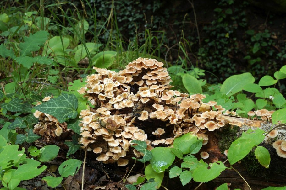 Клавикорона крыночковидная