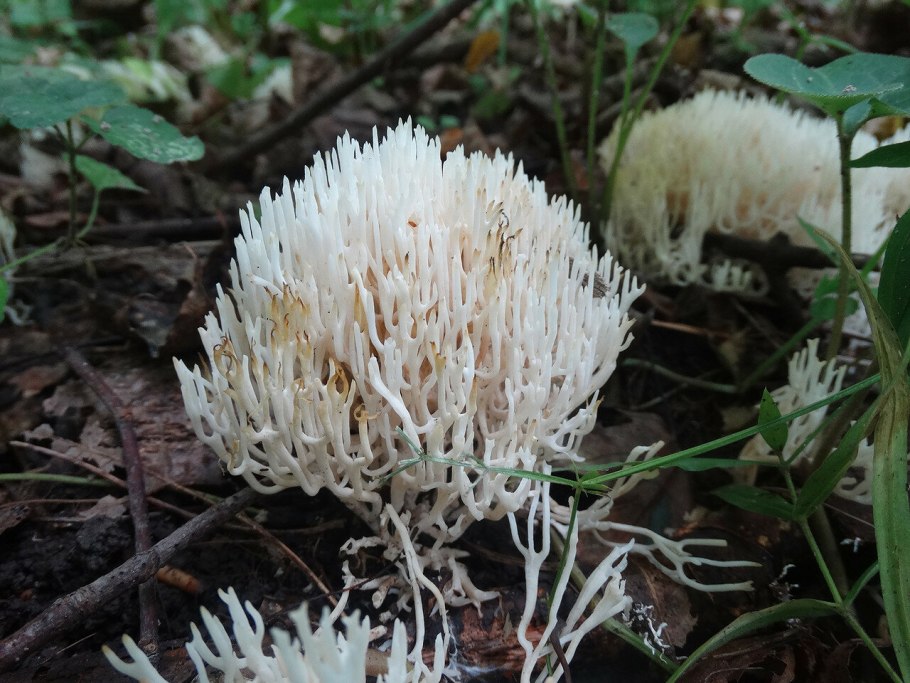 Клавикорона как готовить