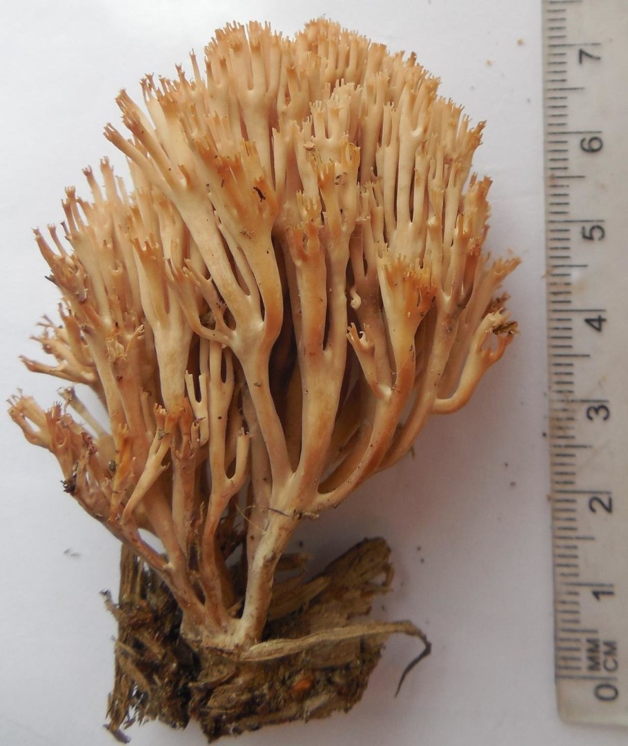 Клавикорона крыночковидная artomyces pyxidatus