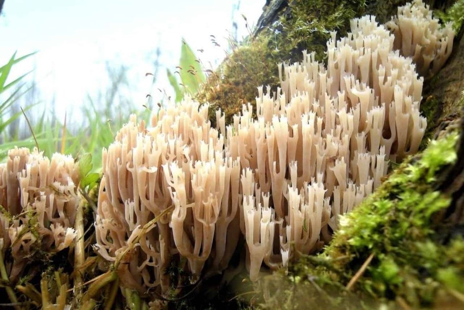 Gymnopus fuscopurpureus