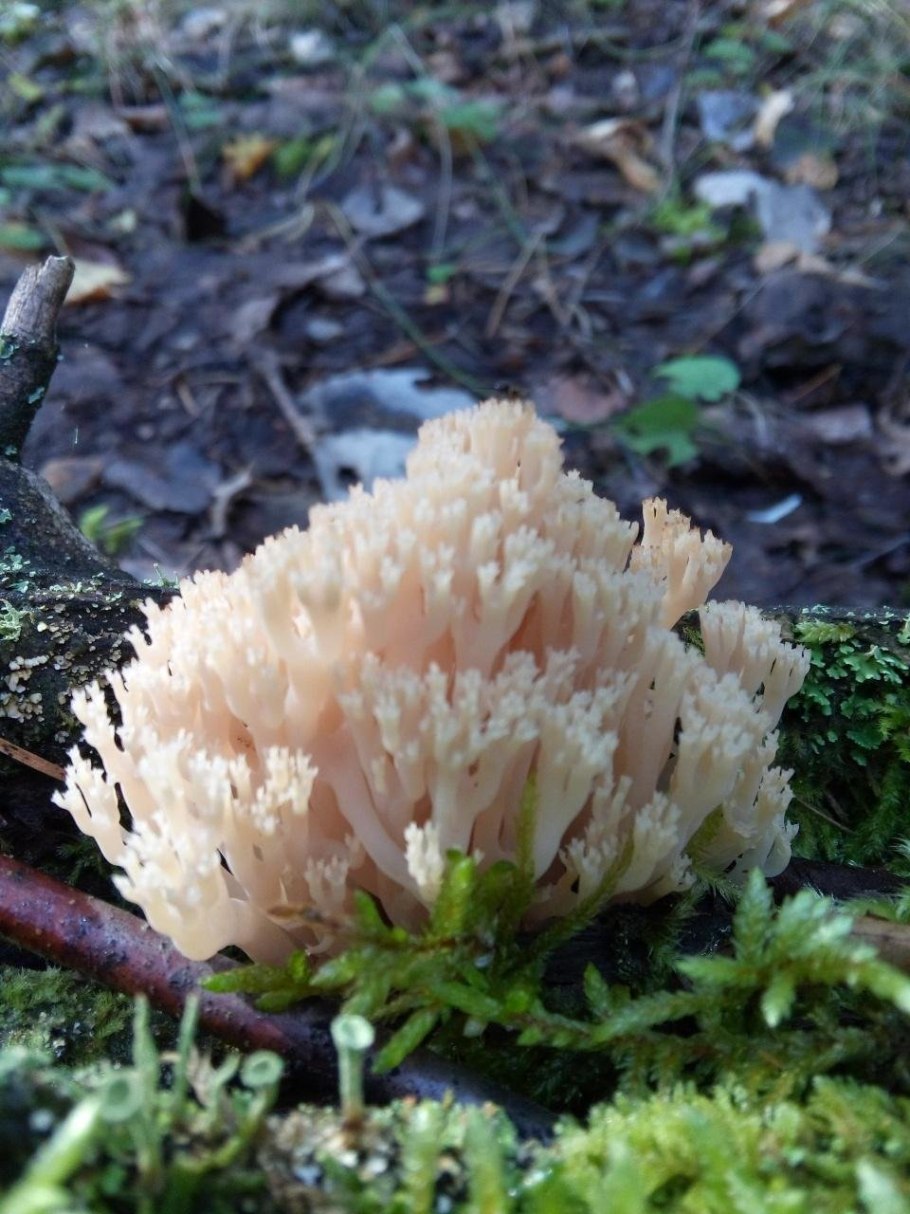 Артомицес крыночковидный не отдаëт перцем