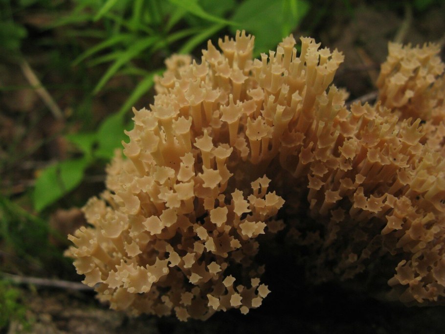 Гимнопус вонючий