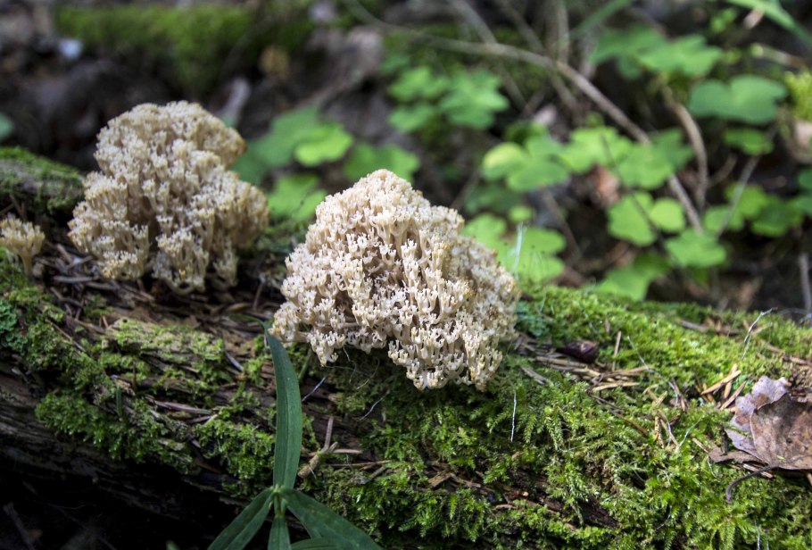 Гриб Рогатик палевый