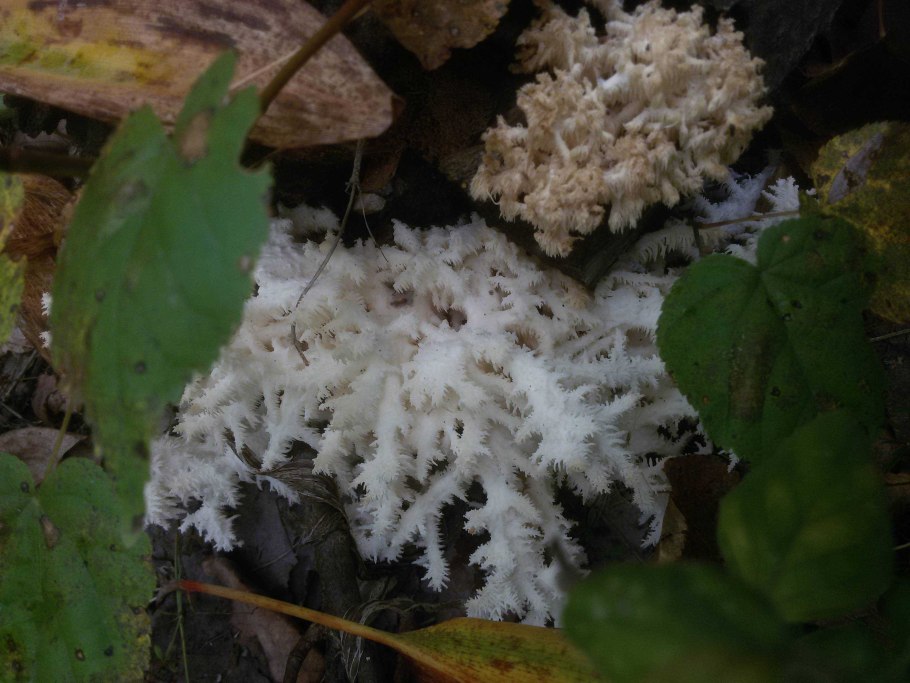 Tremella fuciformis