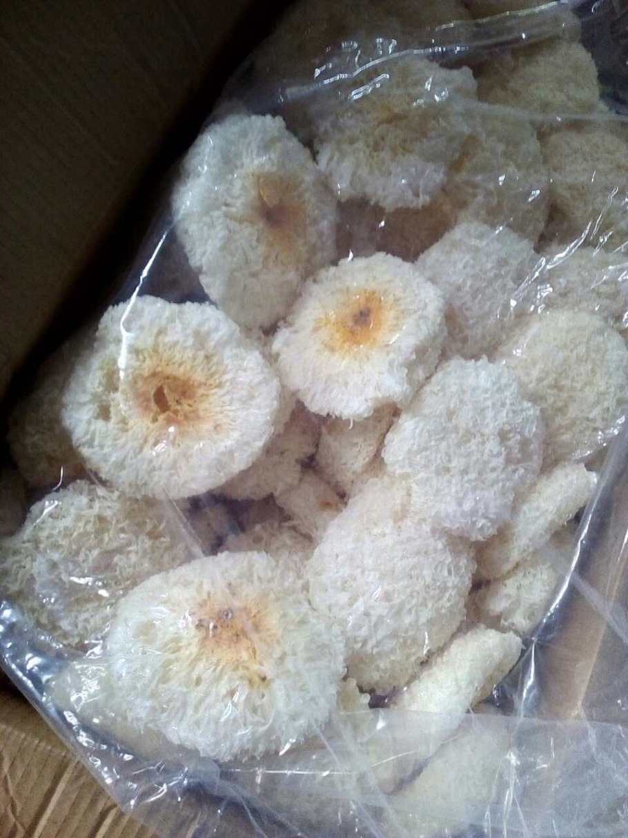 Гребешки древесные грибы