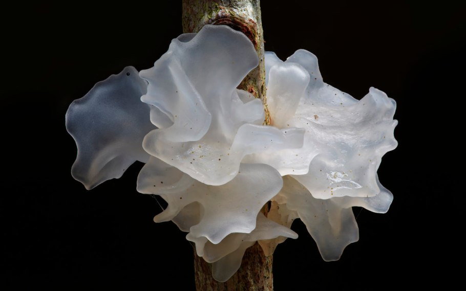 Tremella fuciformis