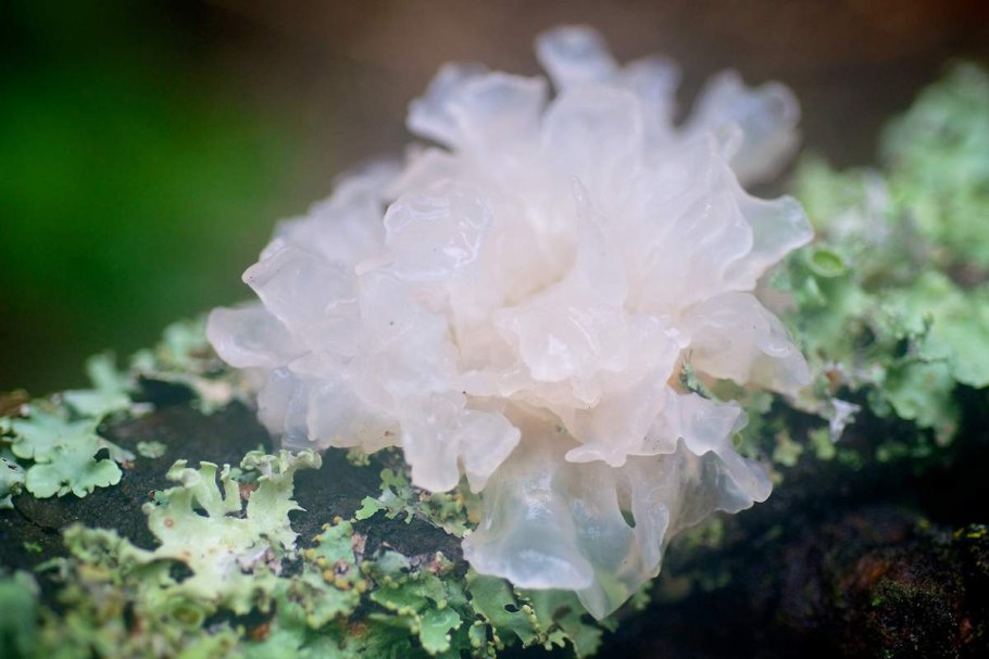 Гриба Tremella fuciformis