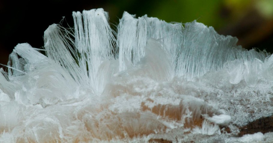 Дрожалка мозговая гриб