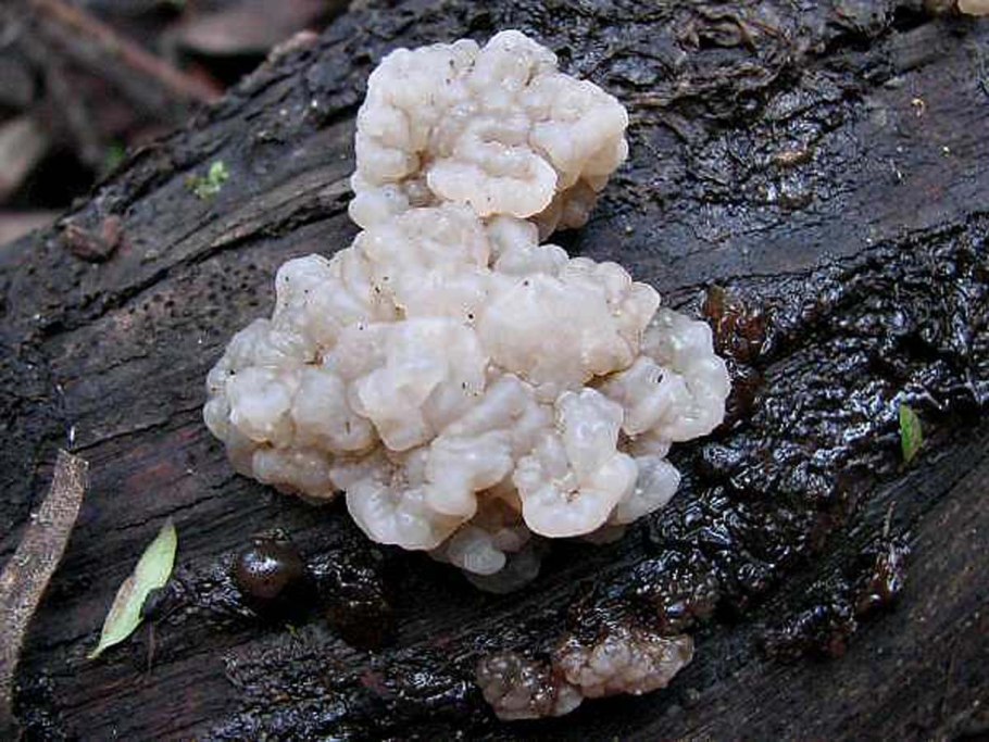Дрожалка Лиственная Phaeotremella frondosa
