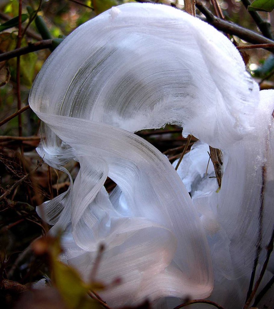 Ледяной цветок явление природы
