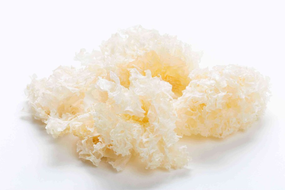 Ежовик Альпийский Hericium Alpestre