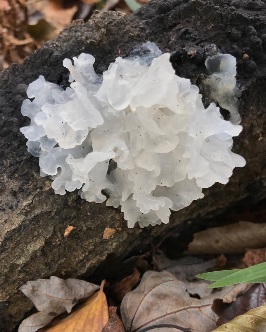 Tremella fuciformis