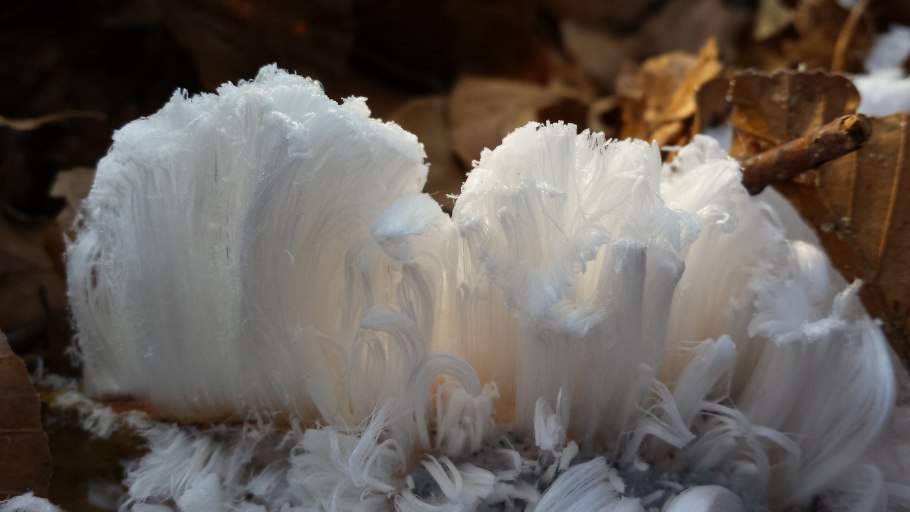 Ледяной гриб тремелла