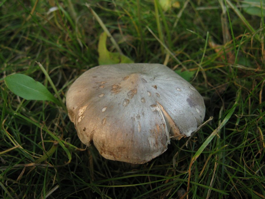 Рядовка заостренная Tricholoma virgatum.