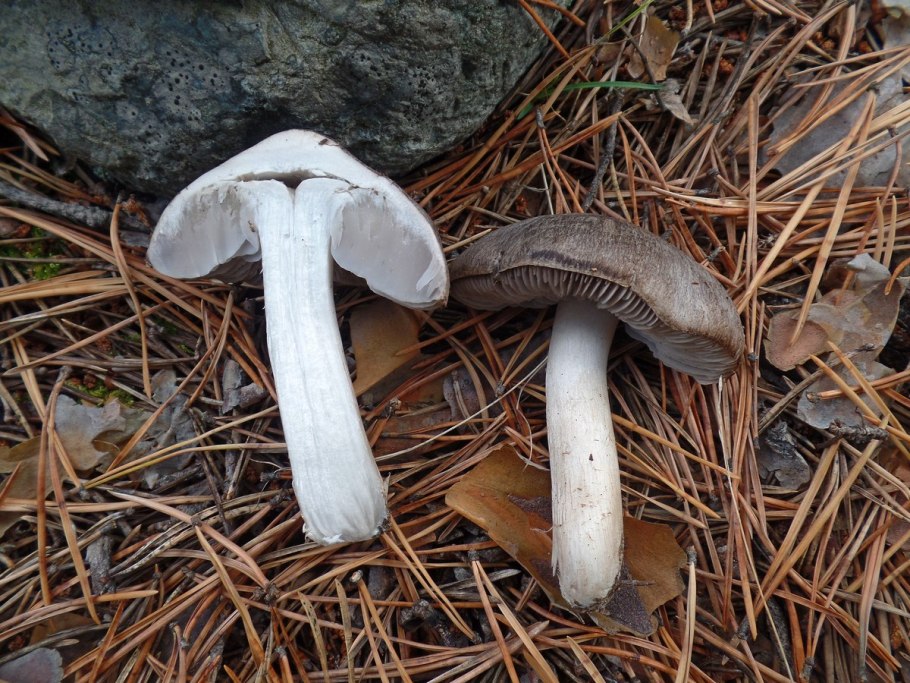 Грибы серухи рядовки