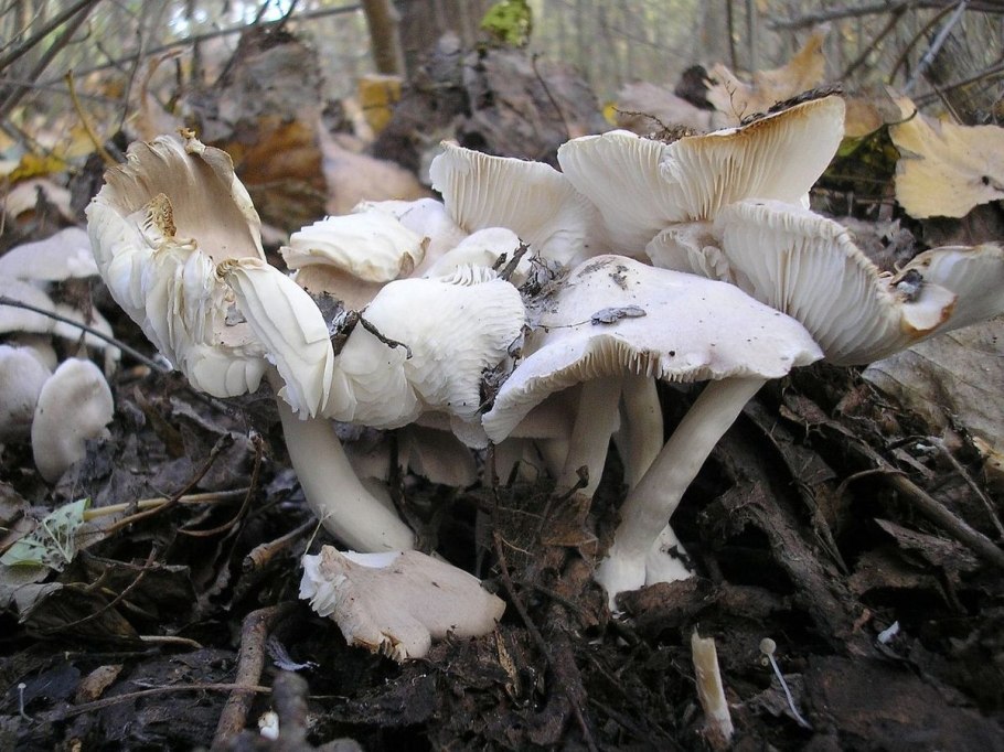 Рядовку землисто-серую (Tricholoma terreum)