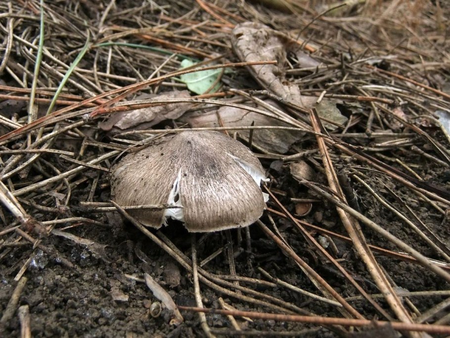 Рядовка серая Tricholoma portentosum.