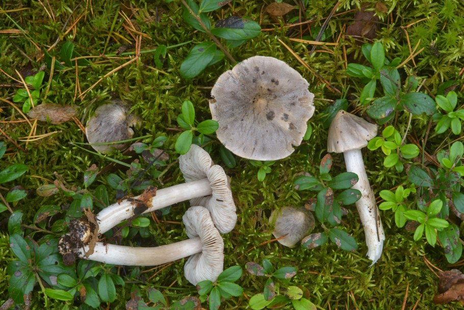 Рядовка дымчатая Вишневский