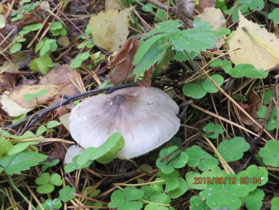 Рядовка землистая Tricholoma terreum