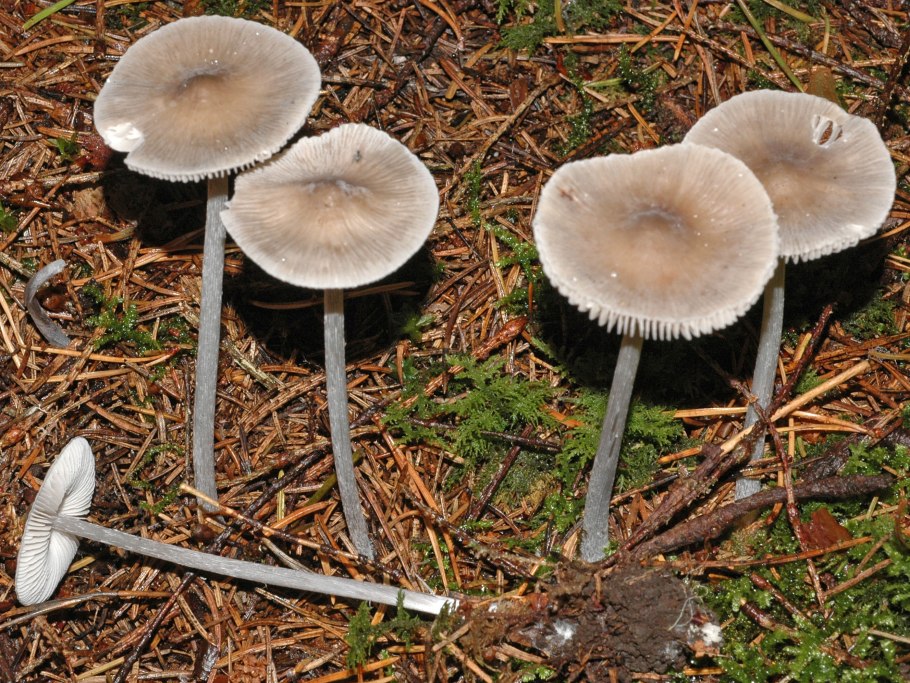 Рядовка заострённая Tricholoma virgatum